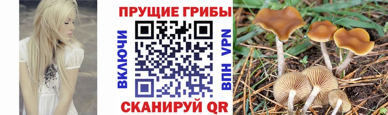 Псилоцибиновые грибы Cubensis  Купить закладки  Брянск 